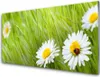 Acrylglasbilder 100x50 Wandbild Druck Gras Gänseblümchen Produktbild-Vorschau 1