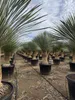 Sunny Tree - Yucca Rostrata - Palma - wysokość pnia 50/60 Podgląd zdjęcia produktu 4