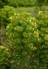 3 x Euphorbia martinii (Wolfsmilch) - Stauden Gänge Produktbild-Vorschau 2