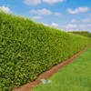 Lebensbaum Thuja Brabant 180-200 cm, 5x Heckenpflanze Produktbild-Vorschau 1
