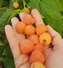 Orange Himbeerstrauch ´JANTAR´ 40-50 cm, Cont. 1 l Produktbild-Vorschau 3