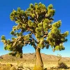 Exotensamen - 5er Pack - Winterhart - Yucca Brevifolia - Produktbild-Vorschau 6