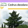 SAFLAX - himalájsky céder - Cedrus deodara - 35 Semená Náhľad obrázku produktu 10