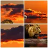 Bilder auf glas - Löwe Sonne Landschaft - 70x70cm - Produktbild-Vorschau 8