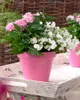3er-Set - Campanula Ambella Lavender - Glockenblume - Produktbild-Vorschau 6