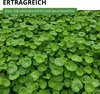 A dense ground cover of small, round, green leaves, some with water droplets. Produktbild-Vorschau