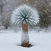 Palmlilie Yucca Rostrata - 55cm Topf - ca. 150-170 cm hoch Produktbild-Vorschau 2