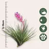 Oplątwa - 6 szt - Tillandsia - Wysokość 5-15cm - ⌀5cm Podgląd zdjęcia produktu 2