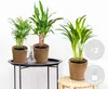 3x Tropische Palmen Mischung inkl. Korb aus Seegras - Produktbild-Vorschau 2