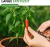 Chili Padron Samen - Capsicum annuum - Chilisamen - milde Produktbild-Vorschau 7