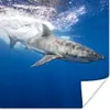 MuchoWow® Poster Hai - Meer - Wasser 100x100 cm - Produktbild-Vorschau 1