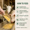 Maisbruch 25kg Gebrochener Mais Gelb Futtermais Hühner Produktbild-Vorschau 5