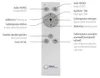 JUST LIGHT ASMIN LED Deckenleuchte CCT Dimmbar 45W stahl Produktbild-Vorschau 6