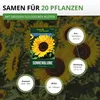 Sonnenblumen Einfache Riesen Samen - Helianthus annuus - Produktbild-Vorschau 3
