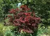 Fächerahorn 'OKAGAMI' 80-100 cm, Cont. 7,5 l Produktbild-Vorschau 4