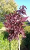 Blut - Ahorn " Crimson sentry " Acer platanoides Hochstamm Produktbild-Vorschau 3