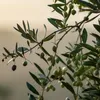 A close-up view of an olive branch with green olives and leaves. Produktbild-Vorschau