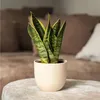 Sansewieria gwinejska - 2 szt - Sansevieria 'Futura' - Podgląd zdjęcia produktu 6