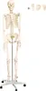 Anatomie Modell Skelett Auswahl Lebensgroß 180 cm oder Produktbild-Vorschau 2