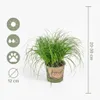 Bloomique - Lot de 3 - Cyperus zumula - Herbe à chat - Voir les images du produit 6