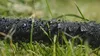 A close-up of a black hose covered in water droplets, lying on green grass. Produktbild-Vorschau