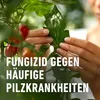 Spezial-Pilzfrei COMPO Ortiva 20 ml Produktbild-Vorschau 8