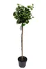Ginkgo Mariken Kugelbaum Hochstamm 160-170 cm – Produktbild-Vorschau 1