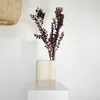 Ruscus conservé - Fleurs séchées de fragon - 1 à 5 tiges Voir les images du produit 9