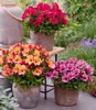 BALDUR Garten Winterharte Alstromeria-Kollektion Produktbild-Vorschau 1