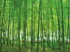 Bettdecke Polydaun Bambus – Sommerbettdecke -Einzelbett – Produktbild-Vorschau 3