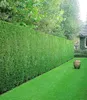 BALDUR Garten immergrün Leyland-Zypressen-Hecke, 1 Pflanze, Produktbild-Vorschau 1