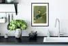 MuchoWow® MuchoWow® Gerahmtes Poster Vogel - Kolibri - Produktbild-Vorschau 4