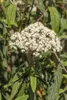 A close-up of a flowering plant with white blossoms and green leaves. Produktbild-Vorschau