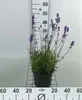 Lavandula ang. 'Munstead' - Levandule - Kontejner 3 litry Náhled obrázku produktu 1