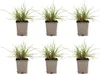 6x Pennisetum al. 'Hameln' P9 H20 Produktbild-Vorschau 1