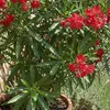 1x Nerium oleander rood P26 H80 Produktbild-Vorschau 5