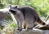3 D Ansichtskarte Waschbär, Postkarte Wackelkarte Produktbild-Vorschau 1