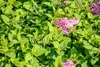 Spiraea japonica 'Little Princess', Zwerg-Spiere, rosa, Produktbild-Vorschau 9