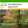 SAFLAX - perníkový stromček - Cercidiphyllum japonicum - Náhľad obrázku produktu 8