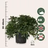 Pittospore du Japon - Pittosporum tobira nanum - Hauteur Voir les images du produit 2