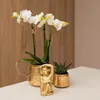 Kolibri Orchids weiße Phalaenopsis-Orchidee Amabilis Produktbild-Vorschau 4