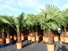 Olivenbaum + XXL Palme im Set, beste Qualität, winterhart, Produktbild-Vorschau 9