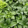 Plants by Frank | 24 Ysander Pflanzen | Pachysandra Produktbild-Vorschau 3