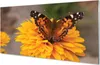 Glasbilder 120x60 Wandkunst Bunter Schmetterling Blume Produktbild-Vorschau 1