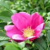 2 x Rosa rossa - Rosa rugosa 'Rubra' | 40-60 cm in Anteprima dell’immagine prodotto 1