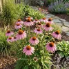 Bloomique - Zestaw 6 szt. - Echinacea Purpurea - Jeżówka - Podgląd zdjęcia produktu 3