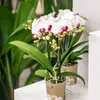 Kolibri Orchideje – bílá orchidej Phalaenopsis, minerální Náhled obrázku produktu 8