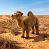Dromadaire en peluche, une bosse, 27 cm, produit écologique Voir les images du produit 3