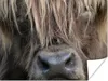 MuchoWow® Poster Schottischer Highlander - Braun - Nase Produktbild-Vorschau 1