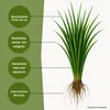 Samenshop24® kurzausl. Rotschwingel festuca rubra Produktbild-Vorschau 2